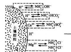 施用碳酸氫銨為什么要強調深施覆土？