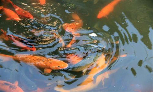鯉魚的營養成分與食用價值