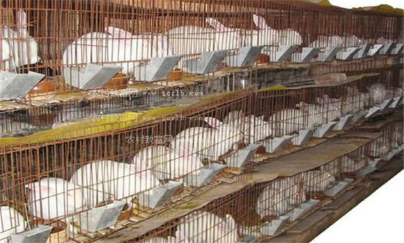 家兔能有效地利用粗飼料中的蛋白質