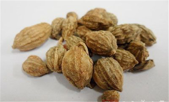 益智仁的醫學中的具體應用