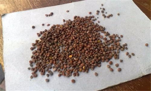 菜菔子有醫療實踐中的具體應用