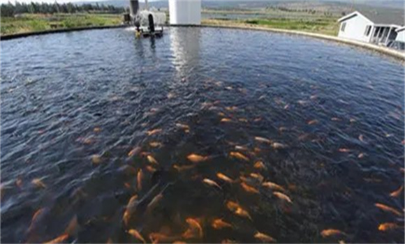 水產養殖亞硝酸鹽如何處理