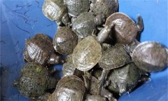 甲魚養殖的三個技術要點 甲魚池塘怎么建