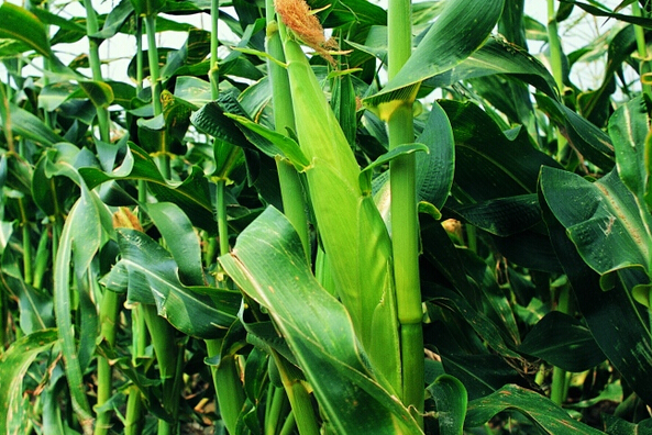 甜玉米種植技術要點