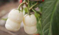 栽培人參果的整地施肥、定植與追肥和澆水問題