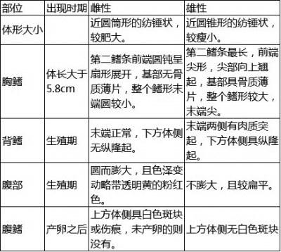 泥鰍優質雌雄親鰍選擇的參考標準