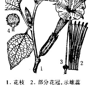 洋金花的醫療作用 洋金花的功效與作用