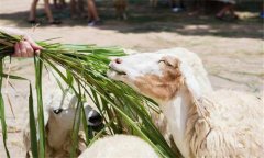 玉米秸稈可直接飼喂畜禽嗎？玉米秸稈如何發酵