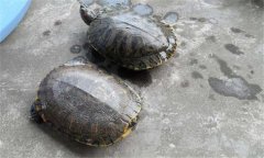 甲魚和王八一樣嗎？甲魚的生長周期是多少天