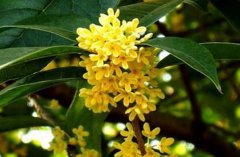 如何區分桂花樹品種
