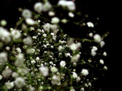 滿天星怎么養 滿天星的養殖方法