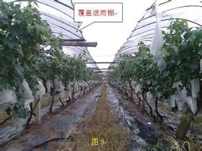 葡萄管理技術