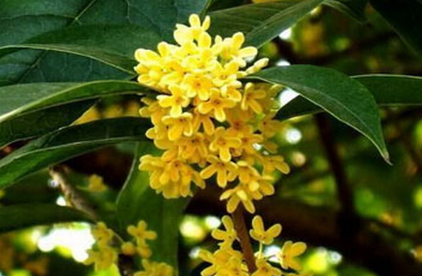 桂花養殖方法