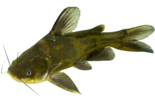 養殖黃顙魚的池塘條件要求