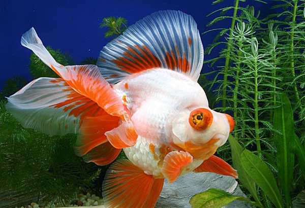 金魚的飼養方法
