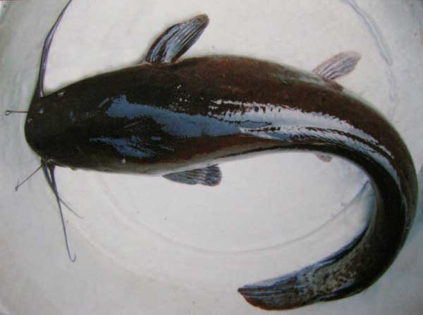 鯰魚養殖