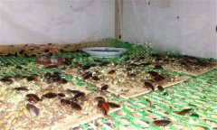 土鱉蟲的養殖方法 幼蟲飼養與溫度、濕度管理等