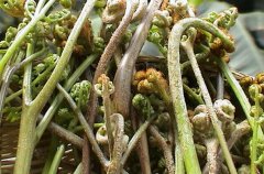 野菜中的蕨菜有營養嗎？