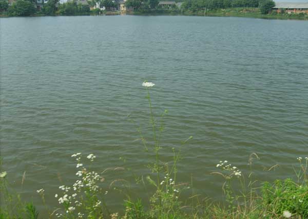 池塘養魚