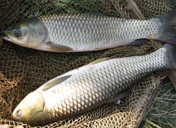 草魚養殖