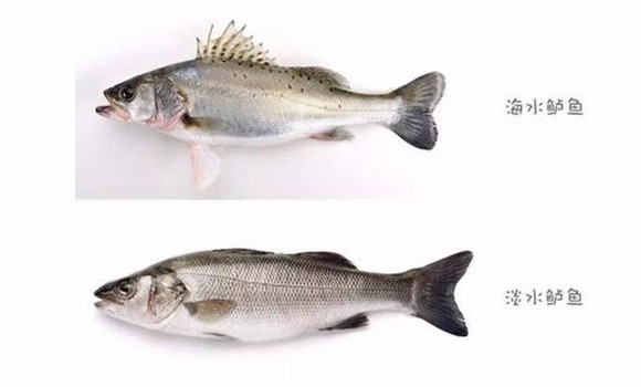 海鱸魚和河鱸魚的區別