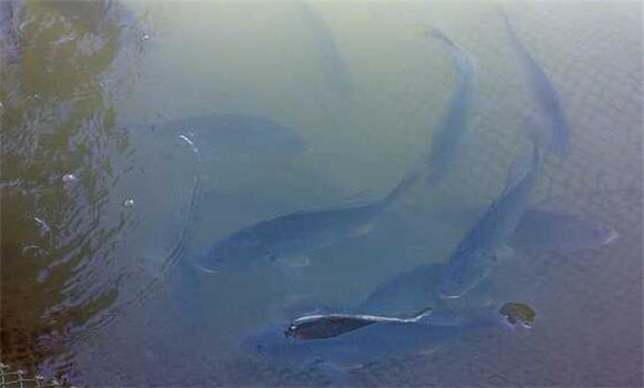 淡水鱸魚養殖技術要點
