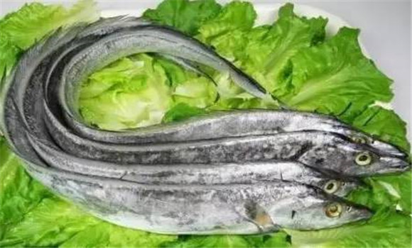 帶魚的營養價值及功效