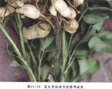 花生青枯病的發生及防治