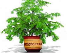 紅豆杉的養殖方法和技巧