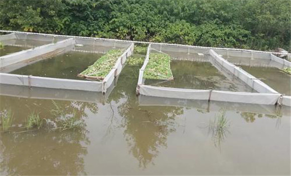 水蛭養殖需要什么條件