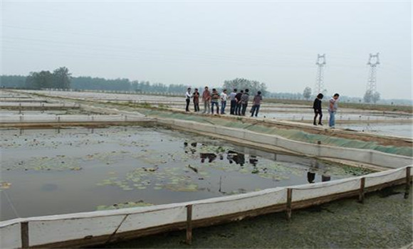 水蛭養殖技術要點