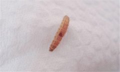 為什么糧食容易產生谷蟲 發現谷蟲怎么處理