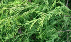 日本花柏的生態習性與形態特征 日本花柏的養護