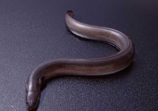 鰻魚養殖