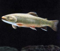 虹鱒魚養殖對水質的要求 虹鱒魚對養殖池的要求