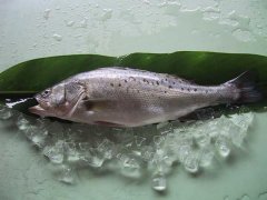 網箱養殖鱸魚的技術與方法