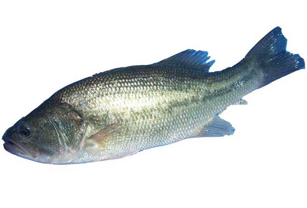 鱸魚養殖方法