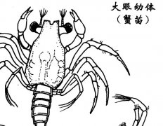 蟹苗什么時候投放最佳 蟹苗放養前注意哪些