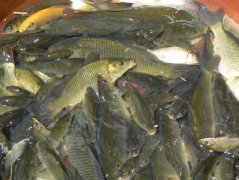 淡水魚的養殖方式、養殖條件及放養前的準備
