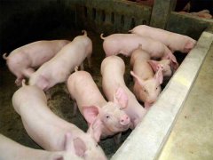 新購進仔豬入欄前后的飼養管理要掌握三要點