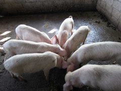 如何降低養豬成本？降低豬飼養成本的30個竅門
