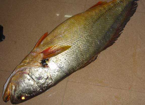 養魚技術