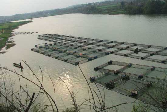 淡水魚類的養殖方式