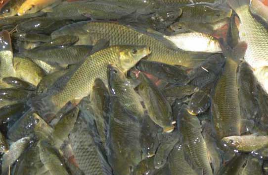 養魚技術