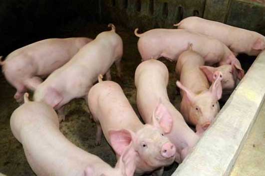 新購進仔豬入欄前后的飼養管理要掌握三要點