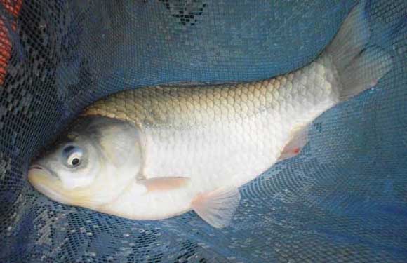 特種動物養殖