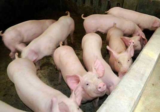 哺乳仔豬的飼養管理