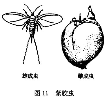 紫膠蟲飼養方法