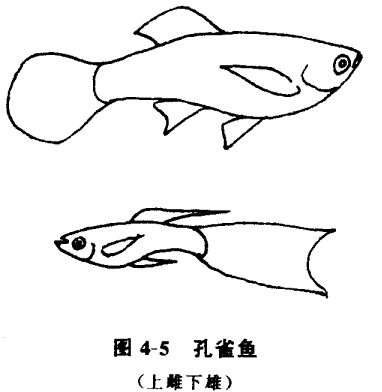 怎樣養孔雀魚？
