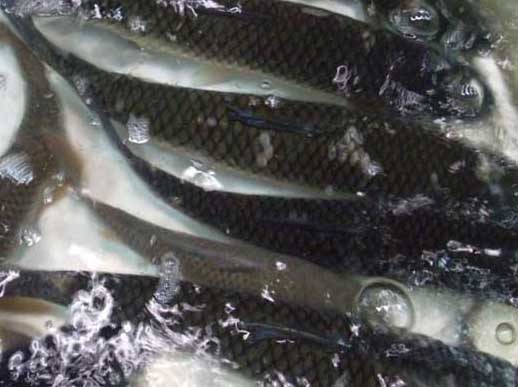 草魚養殖
